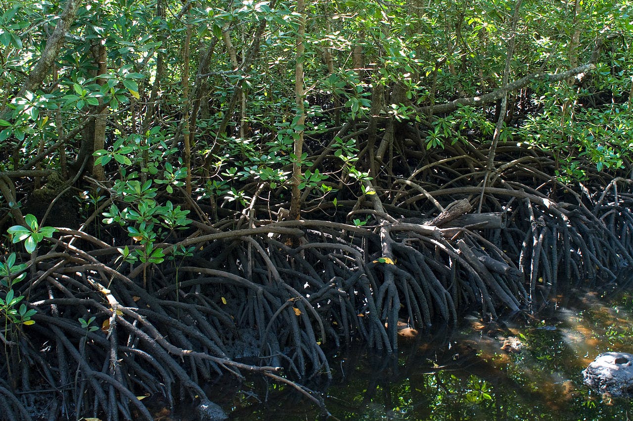 East African Mangroves One Earth